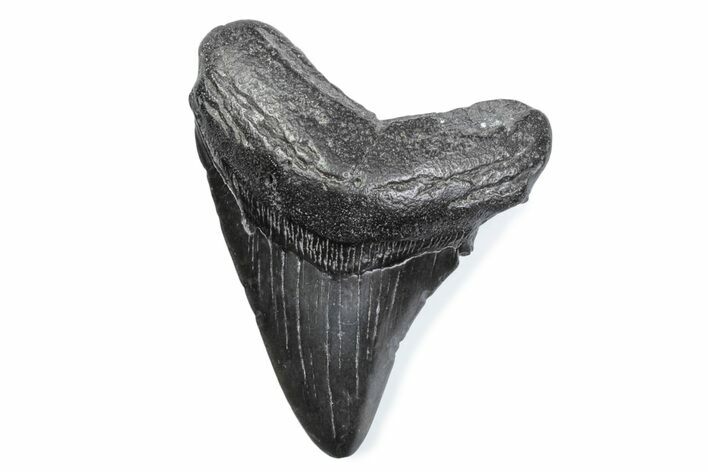 Fossil Megalodon Tooth - South Carolina #370471